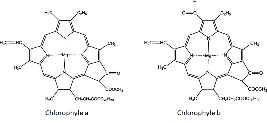 chlorophyle1 Complexation