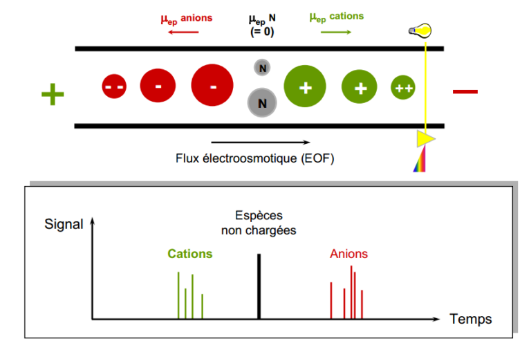 Lectrophor Se Chimie Analytique Champ Electrique Migration Charg E S Paration