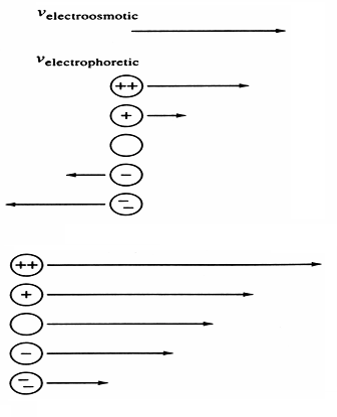 ec4 Électrophorèse